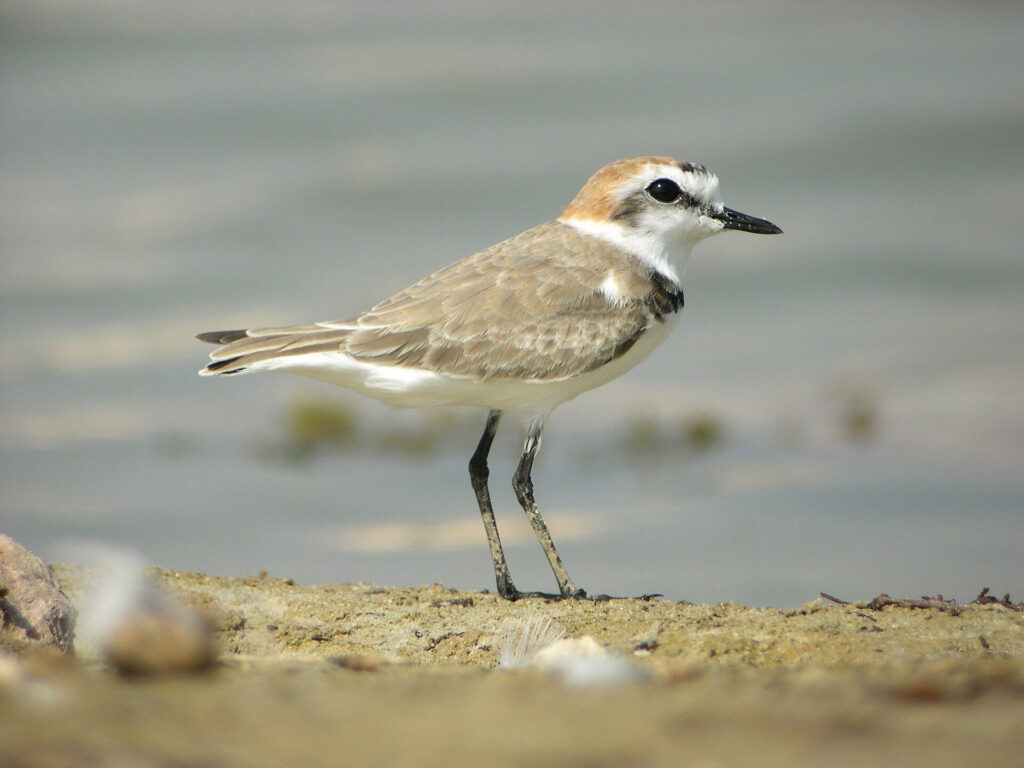 GravelotCollierInterrompuM_AurélienAudevard_LPO